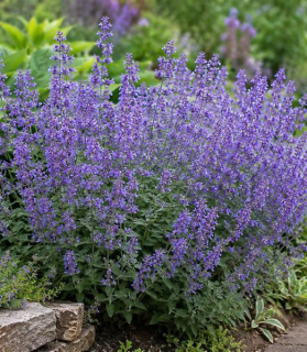 Nepeta x faassenii 'Grol'